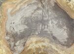 Polished Petrified Wood Slab - Sweethome, Oregon #41886-1